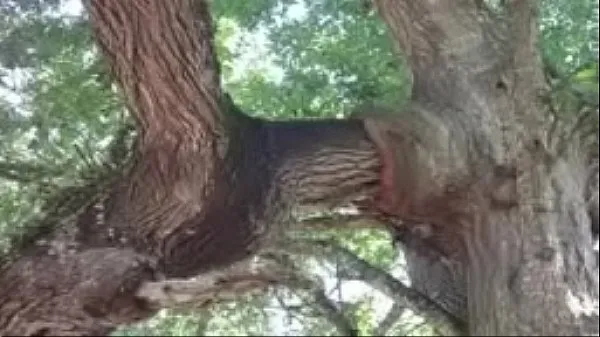 Los mejores You will be amazed to see some of the most diverse and strange trees in the world. Top Incredible Plants in The World videos geniales