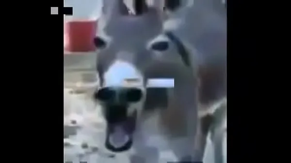 A legjobb the donkey MRR menő videók